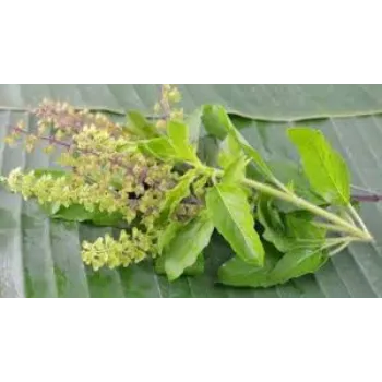 Unique Dried Tulsi Leaves